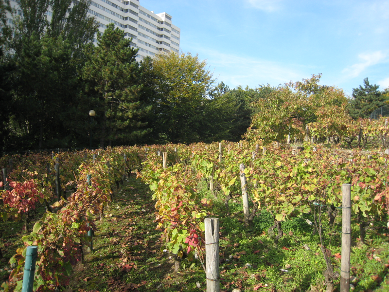 clos des morillons.png